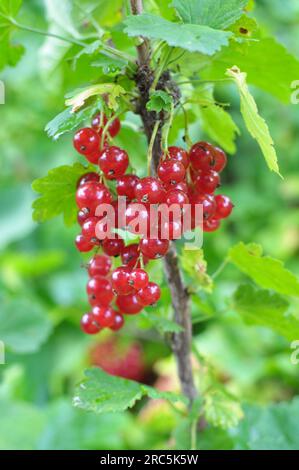 Sul ramo bush bacche sono maturi ribes rosso (Ribes rubrum) Foto Stock
