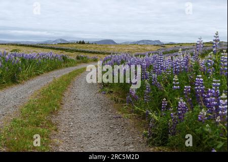 Bella natura in Islanda. Paesaggio islandese panoramico in un giorno nuvoloso. Strada sterrata di campagna. Lupini in fiore. Foto Stock