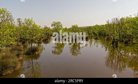 Riflesso degli alberi nell'acqua nelle foreste della pianura fluviale di Bursa Karacabey in Turchia Foto Stock