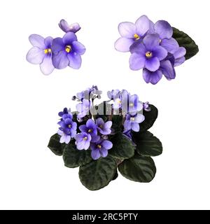 Set di fiori viola con foglie in pentola, oggetto isolato per piante domestiche, percorso di ritaglio, elemento decorativo per il design, concetto di arredamento per la casa Foto Stock