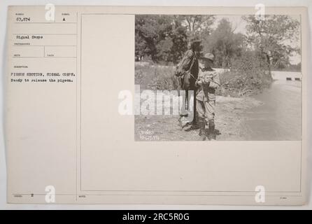 Soldati della sezione piccione del Signal Corps che si preparano a rilasciare il piccione numero 67.574 durante la prima guerra mondiale Questa attività svolse un ruolo importante nella comunicazione tra le truppe durante la guerra. Le informazioni sulla data e sulla posizione non sono fornite nella descrizione disponibile. Foto Stock