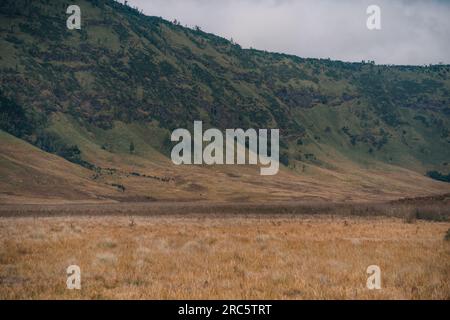 Primo piano della savana di Bromo e delle colline. Vegetazione del monte bromo, deserto del Parco Nazionale di Semeru Foto Stock