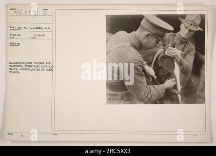 Soldati che conducono un processo di test di malleining per la morva presso l'ospedale veterinario n. 11 di Gievres, Francia. Il test viene eseguito da Pvt. lat cl. C.L. Eddy, S.C.. La fotografia, scattata il 28 marzo 1919, mostra le attività mediche dell'esercito americano durante la prima guerra mondiale. Foto Stock