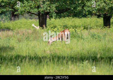 Splendida foto scattata agli animali e alla fauna selvatica Foto Stock