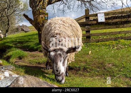 Splendida foto scattata agli animali e alla fauna selvatica Foto Stock