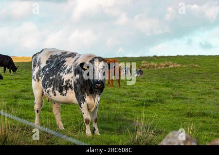 Splendida foto scattata agli animali e alla fauna selvatica Foto Stock