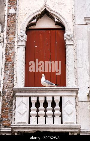 Gabbiano bianco su un balcone veneziano con persiane in legno rosso a Venezia, Italia. Foto Stock