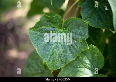 Foglie di cetriolo colpite dal virus del mosaico di cetriolo. Prevenzione e trattamento delle malattie vegetali. Foto Stock