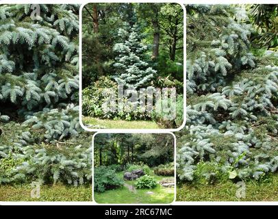 Il giardino botanico principale di Mosca di Tsitsin (russo) è uno dei più grandi giardini botanici d'Europa. Copre un'area di ​​about 3,61 km² Foto Stock