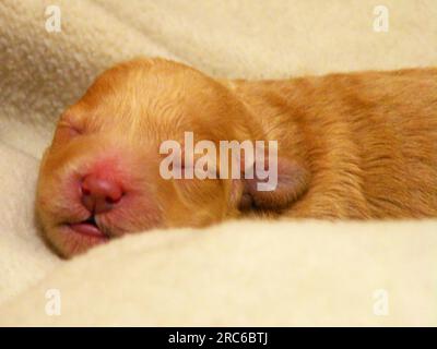 Cucciolo di cane da pozzanghera appena nato Foto Stock