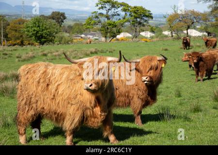 Due bovini delle Highlands si trovavano insieme in un campo Foto Stock