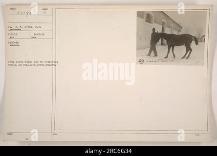 Sick Horse fu condotto ad un tavolo operatorio a le Valdahon, Doubs, Francia durante la prima guerra mondiale. La foto è stata scattata dal tenente R. W. Sears, S.C. il 5 aprile 1919. La descrizione è etichettata come 51493 ed è stata pubblicata il 27 gennaio 1919. Foto Stock