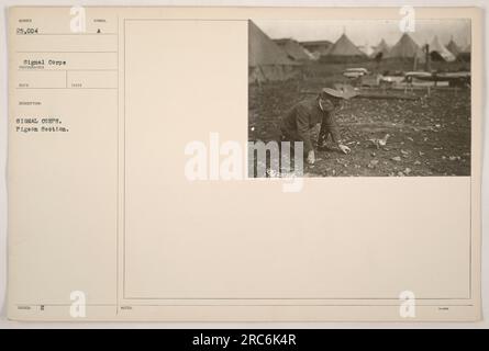 Soldati della Signal Corps Pigeon Section durante la prima guerra mondiale I soldati sono visti con piccioni messaggeri, che sono stati usati per trasmettere messaggi importanti tra le unità in prima linea. Questa foto fa parte della collezione scattata dal Signal Corps. Foto Stock