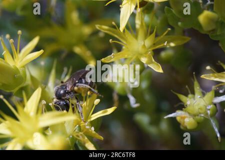 Api sudore (Halictus ligatus) su scopa muschiata (Sedum acre) Foto Stock