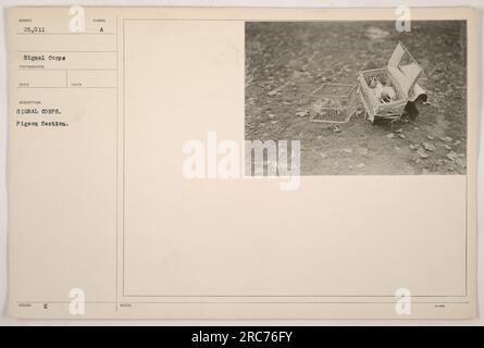 I soldati della Signal Corps Pigeon Section sono qui impegnati in attività militari durante la prima guerra mondiale. Questa fotografia, numerata 25.011, è stata scattata da un fotografo del Signal Corps. I soldati nell'immagine possono essere visti maneggiare piccioni, che sono stati utilizzati per scopi di comunicazione durante la guerra. Foto Stock