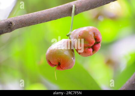 Mela Java fresca e matura appesa al ramo dell'albero pieno di foglie. Foto Stock