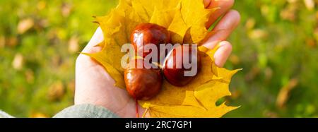 Donna in possesso autunno acero autunnale foglia gialla e castagne accanto alla natura autunnale. Unisci con la natura cottagecore consapevolezza e relax, essere consapevoli, benessere, salute mentale. Ragazza raccoglie bouquet di foglie autunnali nel parco soleggiato. Foto Stock