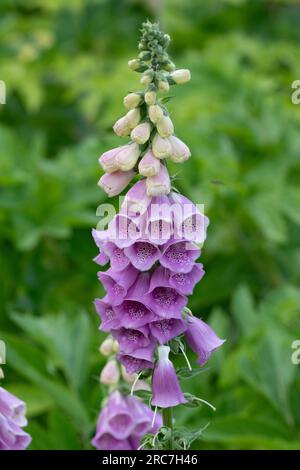 Immagine macro in primo piano con fiori Foxglove. Digitalis purpurea Foto Stock