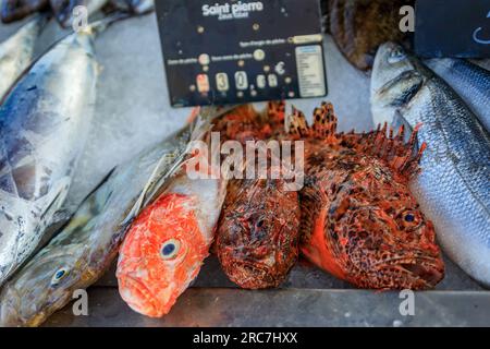 Pesce appena pescato John Dory o Saint Pierre in mostra al mercato del pesce nella città vecchia o a Vieil Antibes, nel sud della Francia Foto Stock