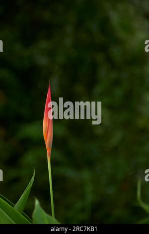 Heliconia con sfondo di foglie verdi. Esotica natura tropicale Foto Stock