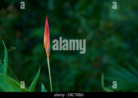 Heliconia con sfondo di foglie verdi. Esotica natura tropicale Foto Stock