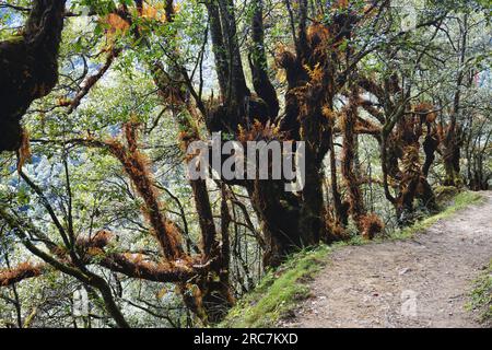 Felci marroni colorate e muschio che crescono su alberi nobili antichi lungo un sentiero escursionistico di montagna deserto con foglie verdi che si stagliano in alto nel Bhutan rurale. Foto Stock