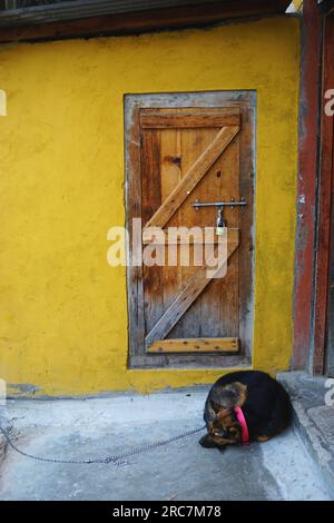 Un cane con colletto rosso dorme fuori da una porta rustica di legno incastonata in un muro giallo brillante al Thangtong Dewachen Dupthop Nunnery, Thimphu, Bhutan. Foto Stock