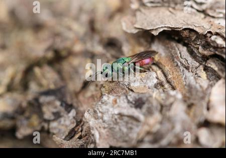 Una vespa dalla coda di rubino, Chrysididae, che riposa su un tronco d'albero nel bosco. Foto Stock