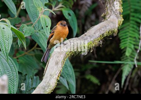 Cinnamon Flycatcher, Mirador de aves El Roble, Caldas, Colombia, novembre 2022 Foto Stock