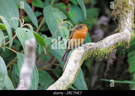 Cinnamon Flycatcher, Mirador de aves El Roble, Caldas, Colombia, novembre 2022 Foto Stock