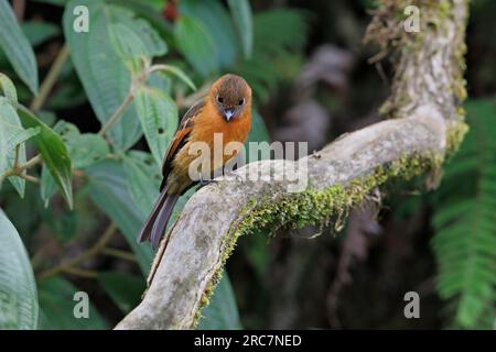 Cinnamon Flycatcher, Mirador de aves El Roble, Caldas, Colombia, novembre 2022 Foto Stock