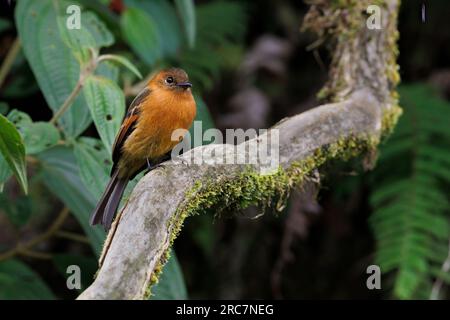 Cinnamon Flycatcher, Mirador de aves El Roble, Caldas, Colombia, novembre 2022 Foto Stock