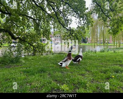 Due bellissime anatre che camminano vicino al canale cittadino Foto Stock