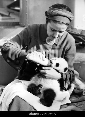San Francisco, California, 18 dicembre 1936, la socialite ed esploratrice Ruth Harkness nutrendo l'unico panda in cattività uopon il suo arrivo con su-Lin a San Francisco. Ha catturato il panda quando aveva circa una settimana vicino al confine tibetano in Cina. Foto Stock