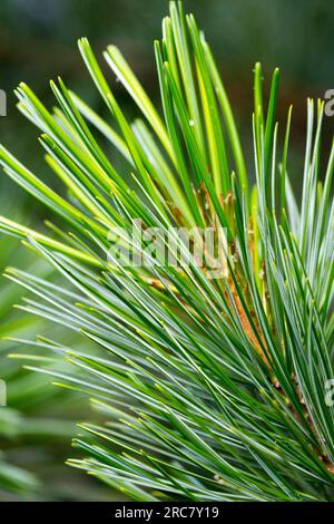 Pino coreano, Pinus koraiensis "Shibamichi" Foto Stock