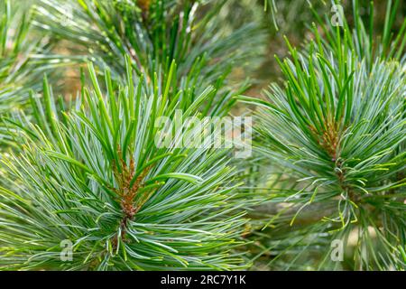 Pino coreano, aghi, verde, conifere, pianta, Pinus koraiensis Foto Stock