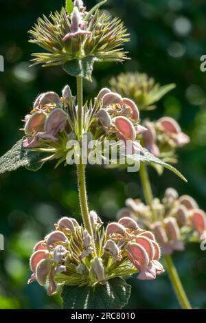 Gerusalemme greca Salvia Phlomis samia Phlomis, Fiore, primo piano Foto Stock