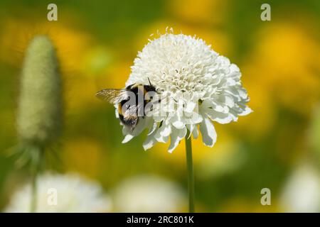 Bumblebee on Cephalaria Flower, Closeup Cephalaria gigantea "Alba" Foto Stock