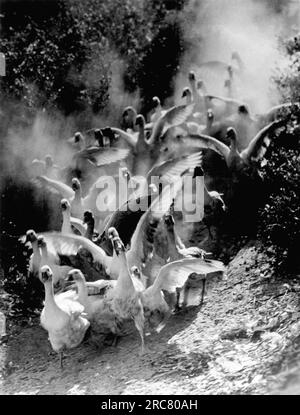 San Diego, California: 1935. Questa fotografia, "le oche", di Erno Vadas (1899-1962) è stata la vincitrice del Premio Pictorial alla Fiera Mondiale di San Diego. Foto Stock