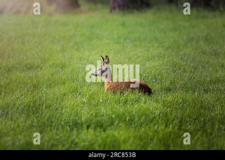 Cervo che riposa, cervo dormiente, su un campo verde con una foresta sullo sfondo in Germania, Europa Foto Stock