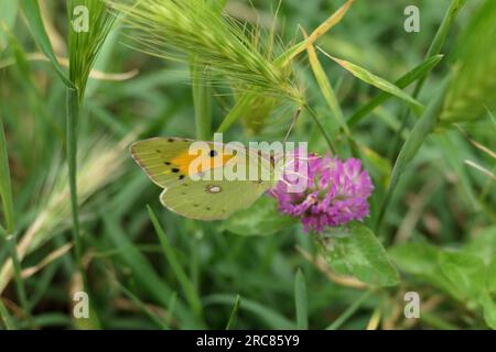 farfalla su un fiore di trifoglio Foto Stock