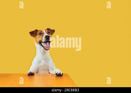 Ritratto di cane sorpreso felice. In cima alla testa di Jack Russell Terrier con zampe che sbirciano su un tavolo dorato vuoto sorridendo con la lingua. Modello scheda Foto Stock