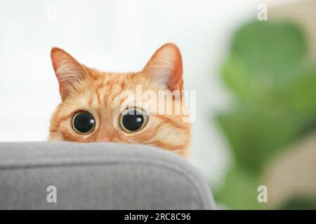 Divertente animale domestico. Simpatico gatto di zenzero sorpreso con grandi occhi a casa, spazio per il testo Foto Stock