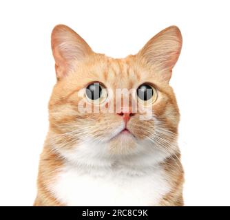 Divertente animale domestico. Gatto carino con grandi occhi su sfondo bianco Foto Stock