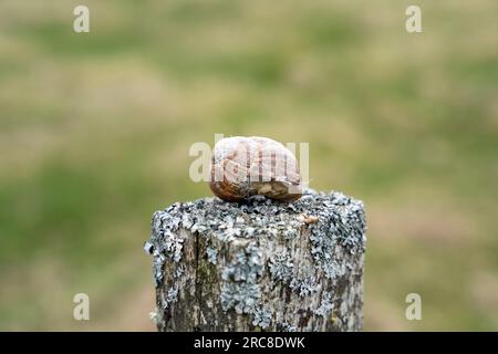 Lumaca di Borgogna (Helix pomatia) in un guscio sopra un vecchio palo di legno Foto Stock