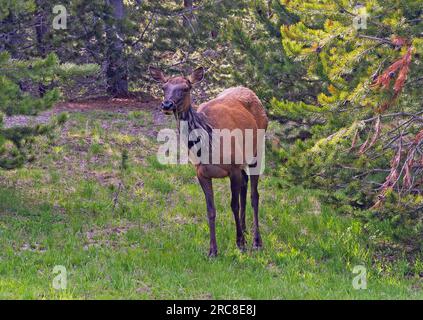 Un'alce mucca (Cervus canadensis) pascolano nell'area West Thumb Geyser Basin del parco nazionale di Yellowstone, contea di Teton, Wyoming, USA. Foto Stock