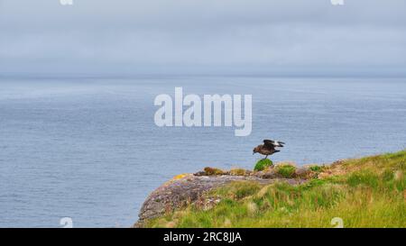 Grande Skua sull'isola di Handa Foto Stock