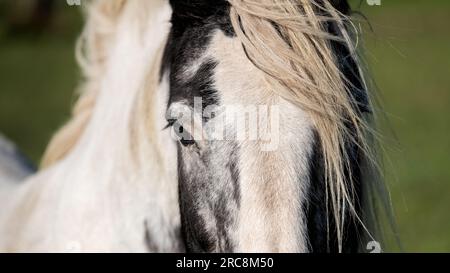 White Horse ritratto Foto Stock