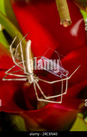 Rufous NET-casting Spider, Deinopsis subrufa, con Net, Malanda, Australia. Foto Stock