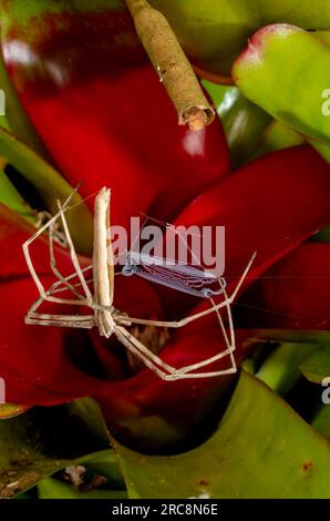 Rufous NET-casting Spider, Deinopsis subrufa, con Net, Malanda, Australia. Foto Stock